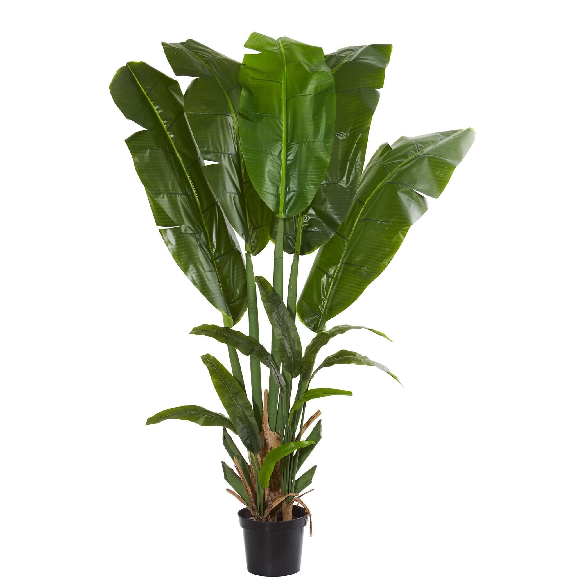 8.5ft. Potted Giant Travelers Palm Tree